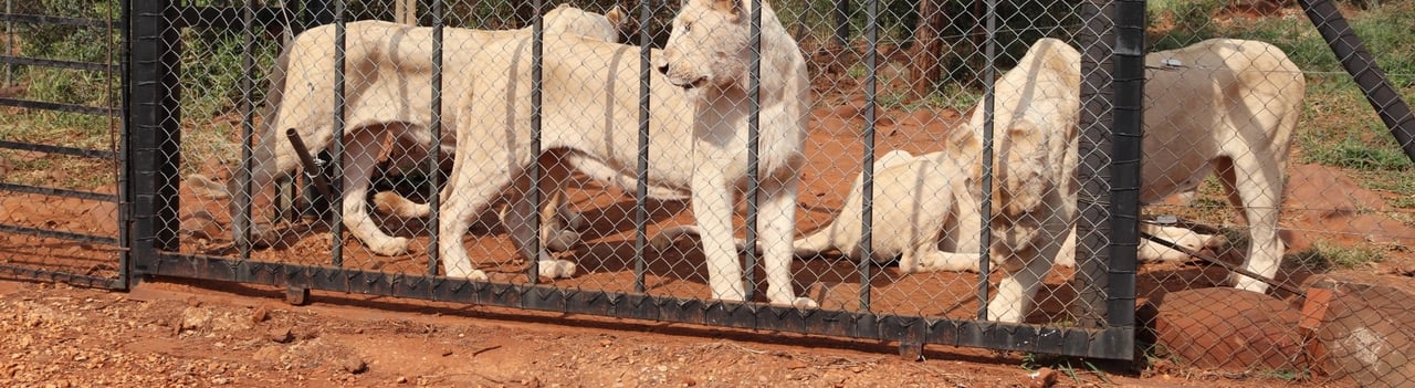 Lionesses behind fence