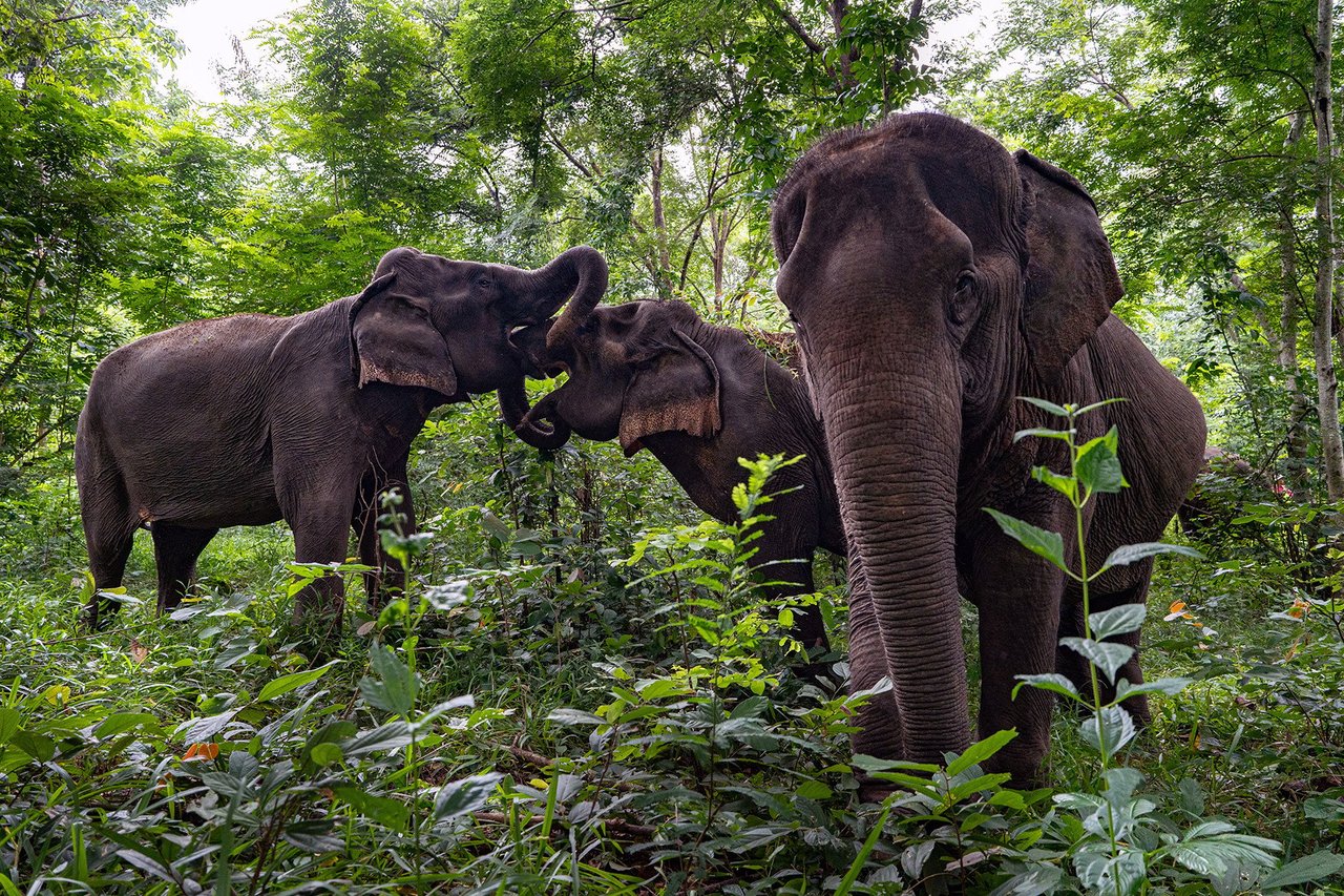 Sappraiwan Elephant Resort Sanctuary. Credit: Jittrapon Kaicome