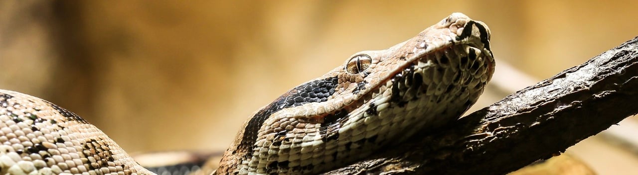 Wild snake on branch