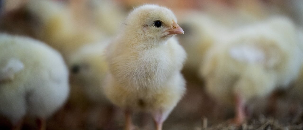 A high welfare chicken farm located in the Netherlands