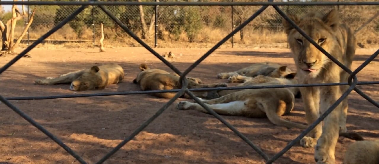 Lion in captive facility, South Africa