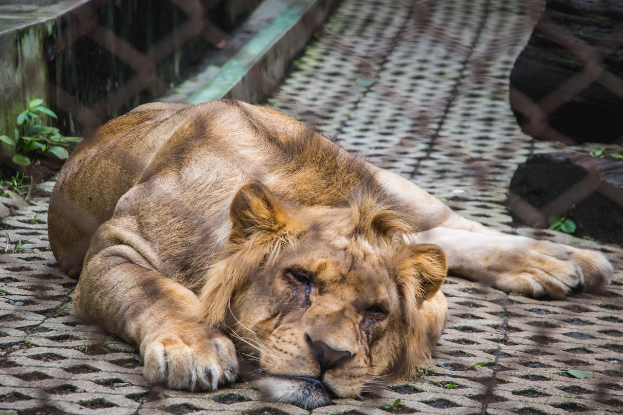 Captive lion