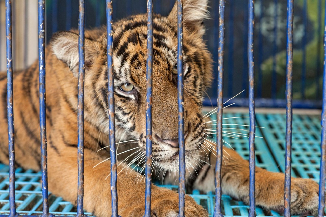 Caged tiger