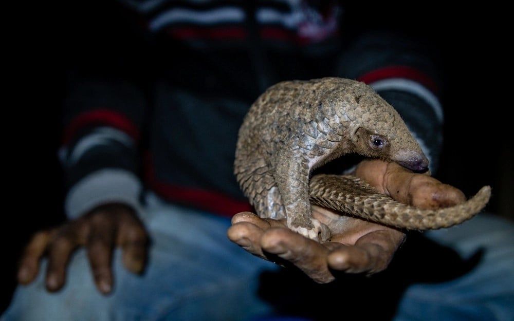 Pangolin on a hand