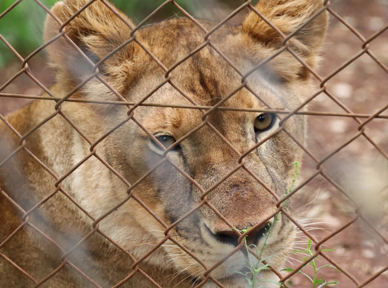 Lioness behind fence
