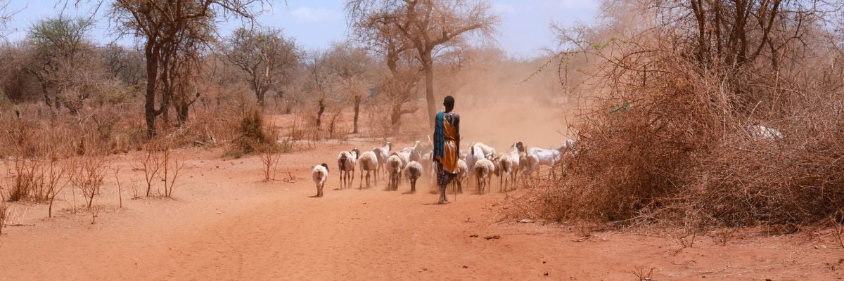 A young farmer is herding a small group of goats. The area is rural and the ground dry.