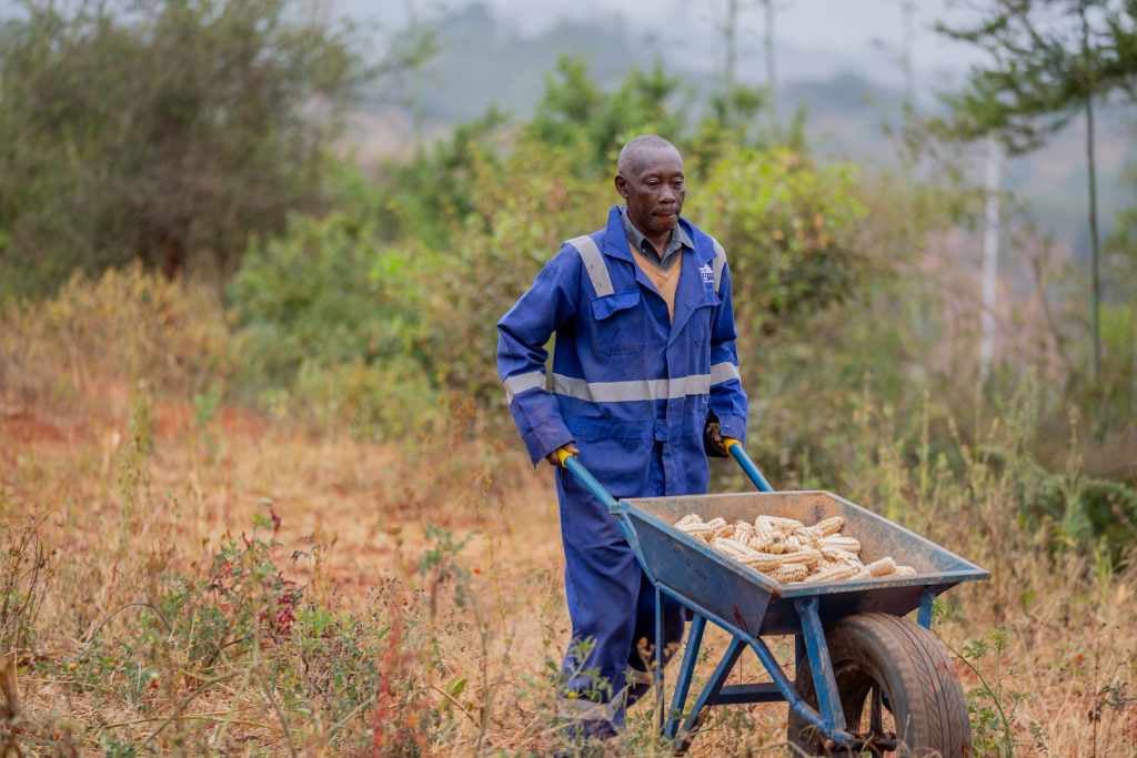 A farmer is carrying a wheelbarrow full of corn through a field.. He is wearing a blue boilersuit and underneath it a blue shirt with an orange jumper.
