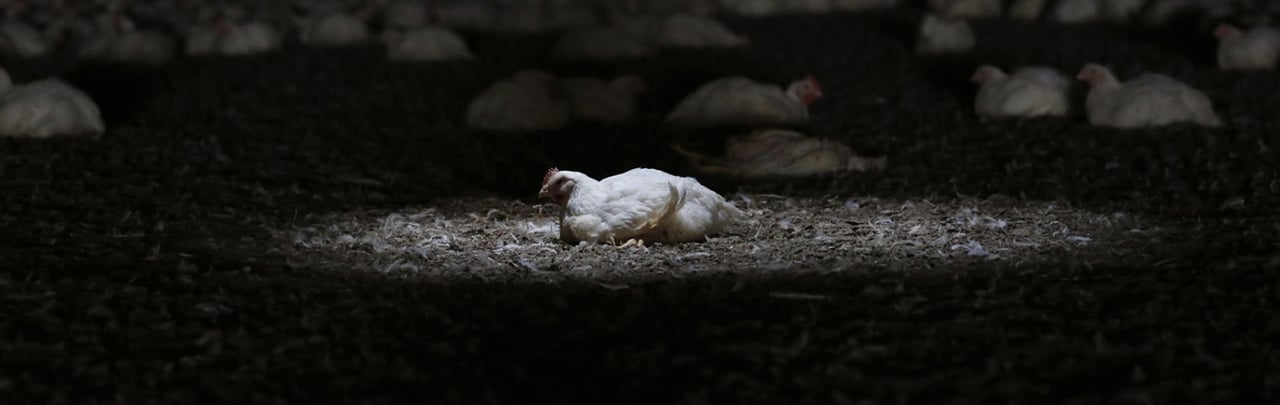 A lone chicken is in a dark hutch with the spotlight on them.