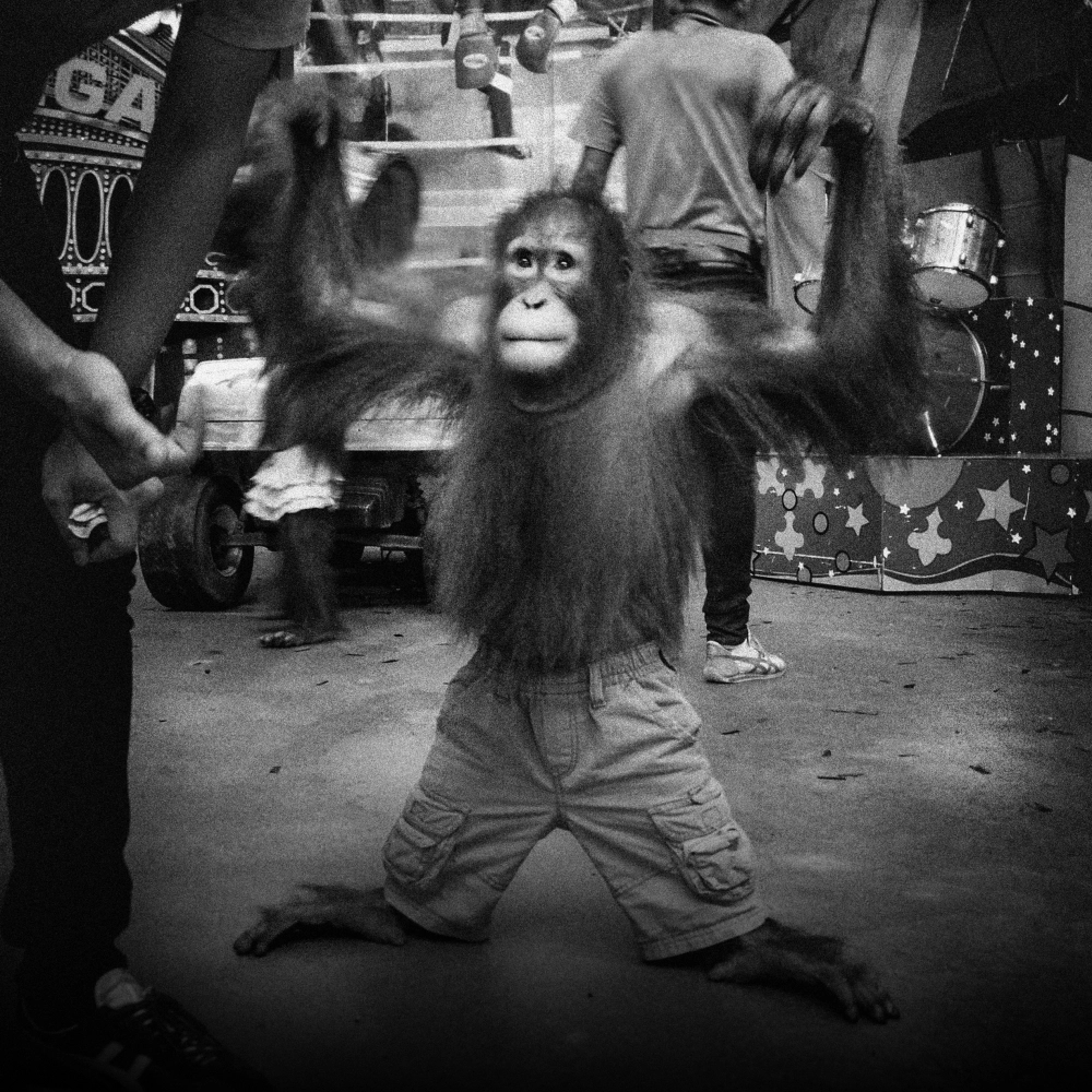 Orangutan performing for tourists at cruel wildlife attraction
