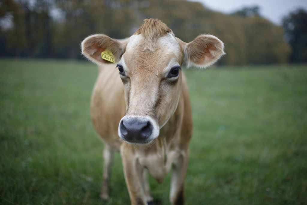 A small brown calf is looking to camera in a big field.