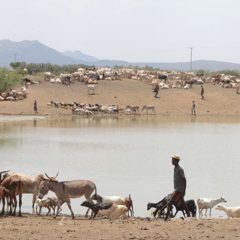 A farmer takes his animals, which includes donkeys and goats to the lake.