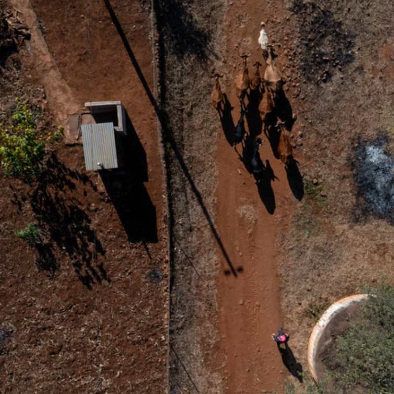 Aerial image of a farmer and his goats travelling on a dirt road.