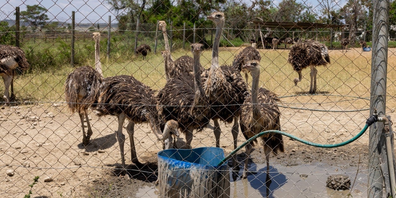 Ostrich Hero