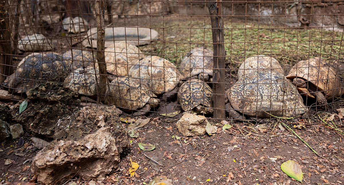 Tortoises' hero image