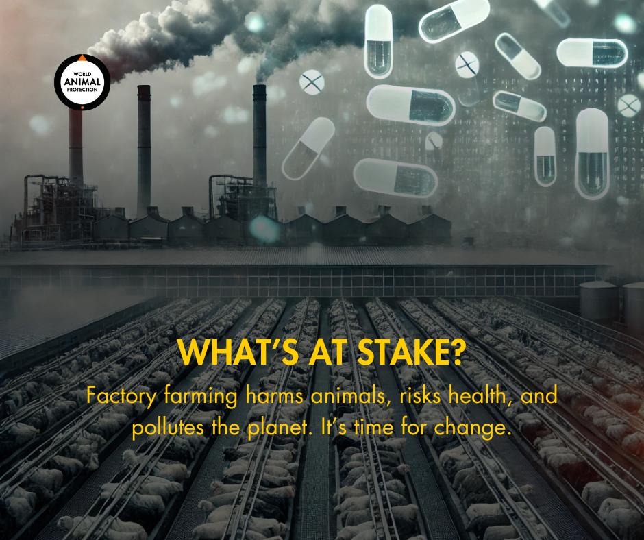 Factory Farming - whats at stake?