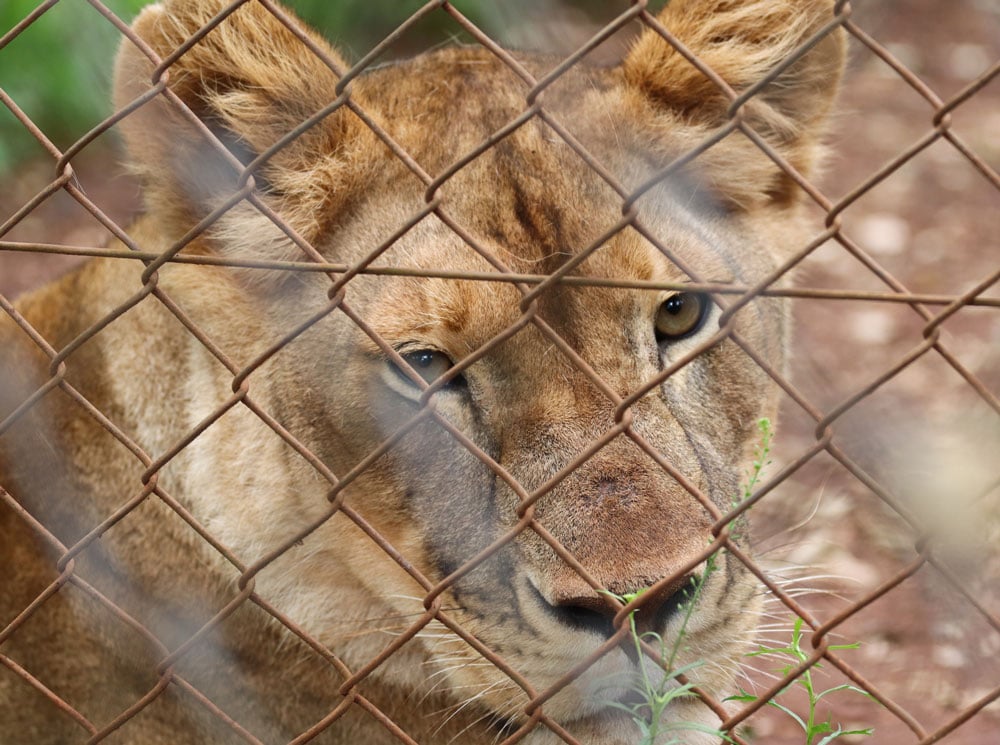 A lion in captivity in an undisclosed location in Africa
