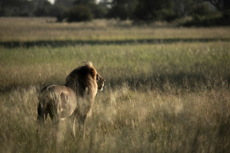 Wild Lion grass