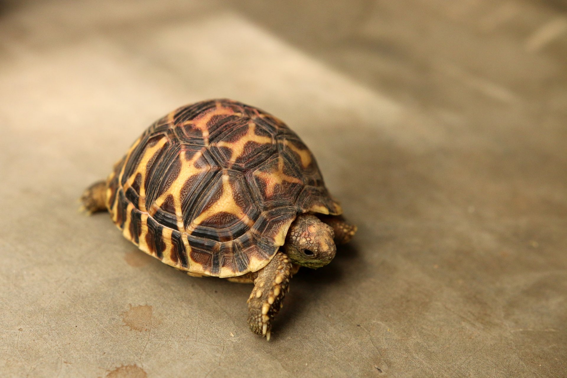 Indian star tortoise