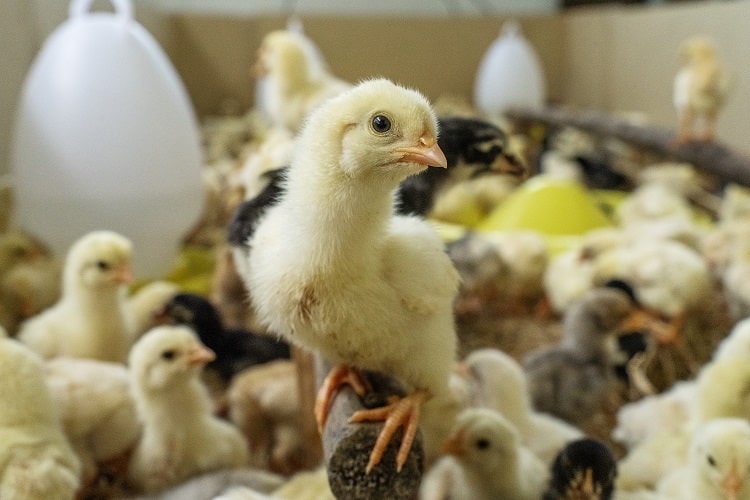 High welfare chicken farm, Thailand