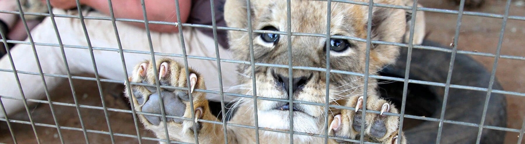 Lion cub at captive facility