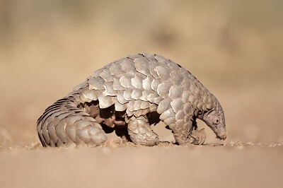 Pangolin in the wild, Namibia