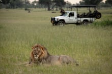 Lion in wild watched by WAP truck