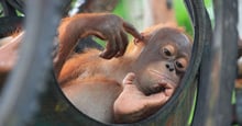 An orphan orangutan relaxes at Nyaru Menteng Rescue and Rehabilitation Centre