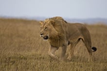 A lion in the Savanna