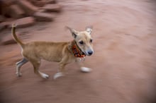 Bruno the dog in Makueni