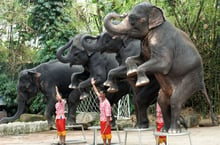 Elephants entertainement in Thailand