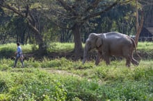 We’re working with local venues to make tourism in Thailand more elephant-friendly 
