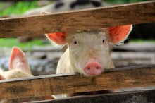 A pig in a high welfare farm