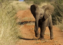 An African baby elephant in the wild