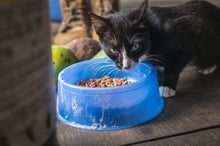 cat, Costa Rica