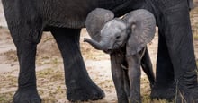 Protect baby elephants from cruelty | CITES | World Animal Protection