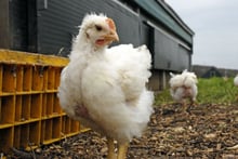 Chicken in a high welfare farm