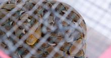 snake