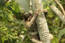A sloth in the Amazon
