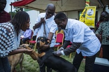 A dog been vaccinated in Ghana