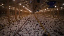 UK chicken broiler shed housing over 40000 birds