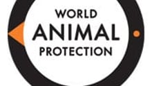 World Animal Protection blog profile