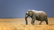 Elephant, Etosha National Park, Namibia. iStock. by Getty Images