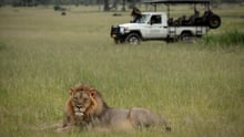 Lion in wild watched by WAP truck