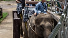 Elephant riding at Mason Elephant Park. Credit: Andito Wasi / World Animal Protection