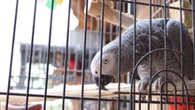 A pet African Grey Parrot