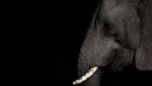 Wild elephant