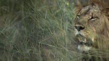 Wild lion in Zimbabwe