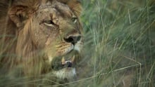 Lion image