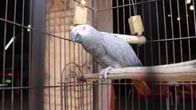 African parrot