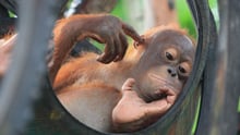 An orphan orangutan relaxes at Nyaru Menteng Rescue and Rehabilitation Centre